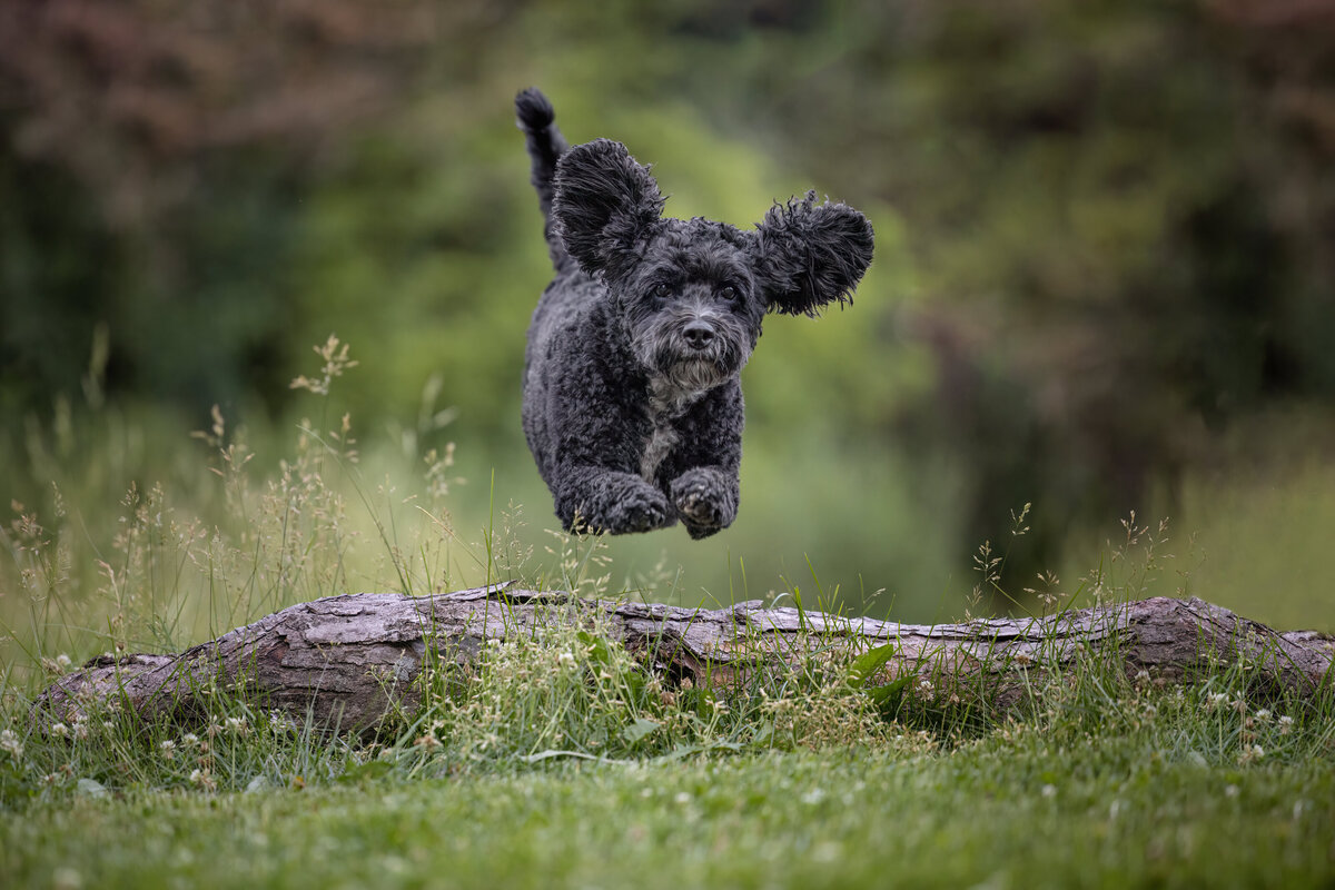 black dog jumping over log
