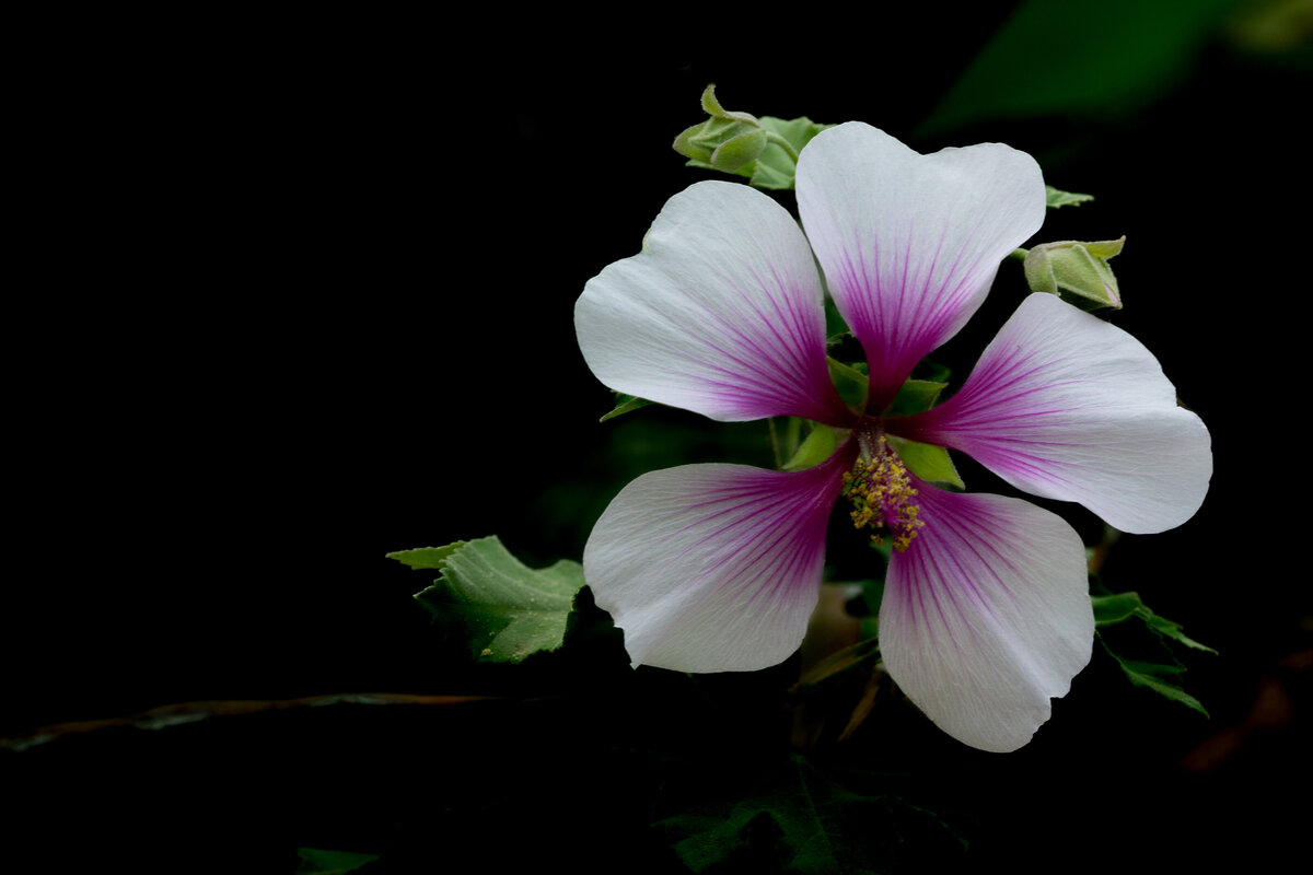 flower_white_pink_7882_C1