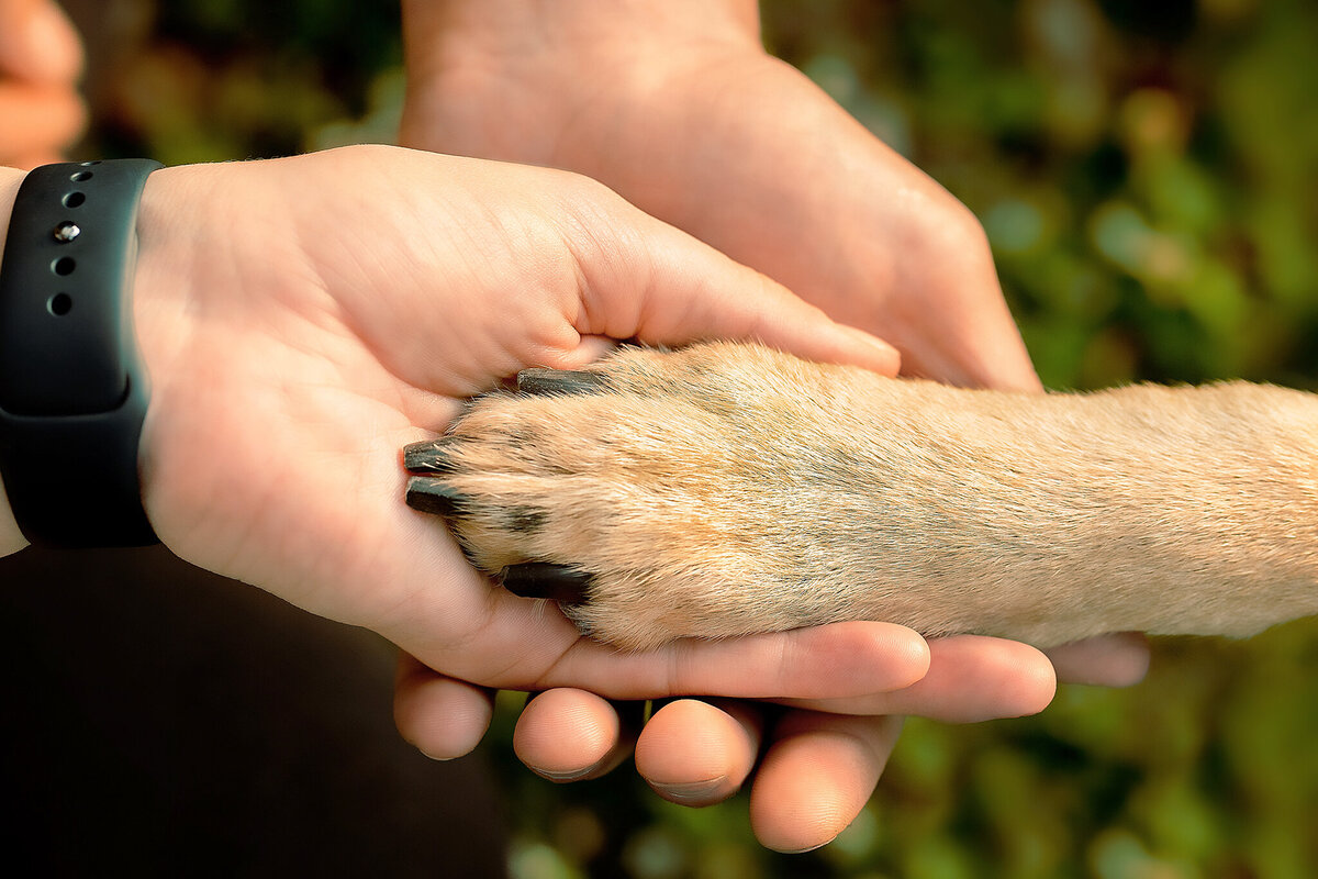 New Orleans Pet Photographer 35
