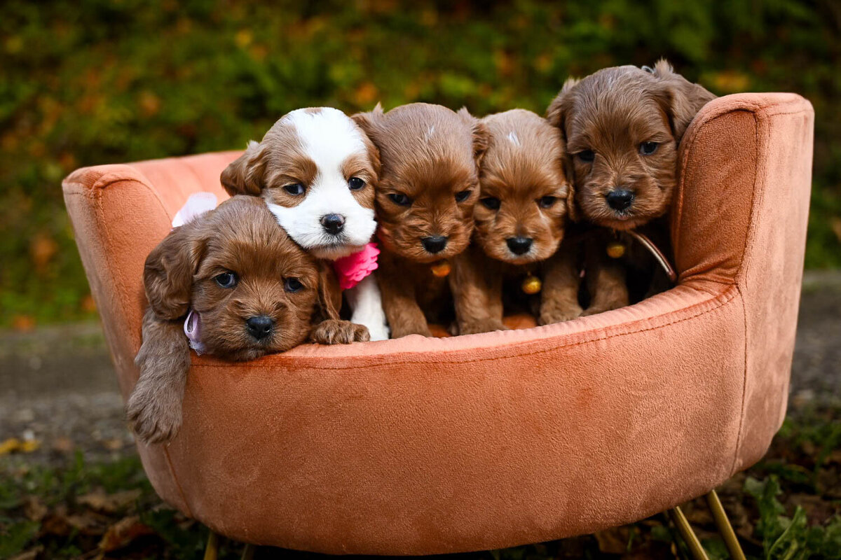 Heavenly Puppies to Love Cavapoo, Cockapoo, and Maltipoo Puppies Photo Oct 11 2023, 2 59 37 PM76