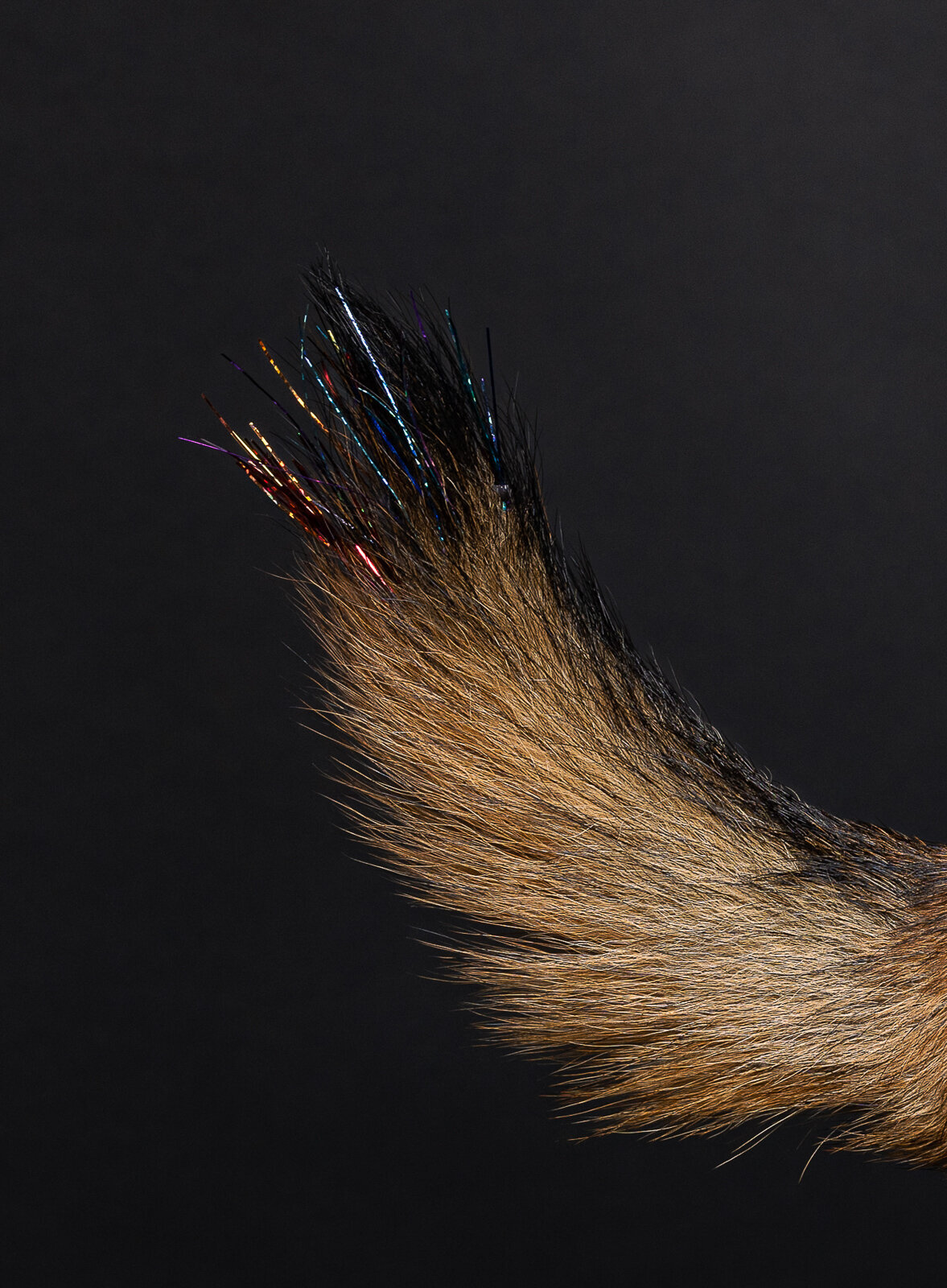 Kaori Stewart_Studio Dog Portrait_123