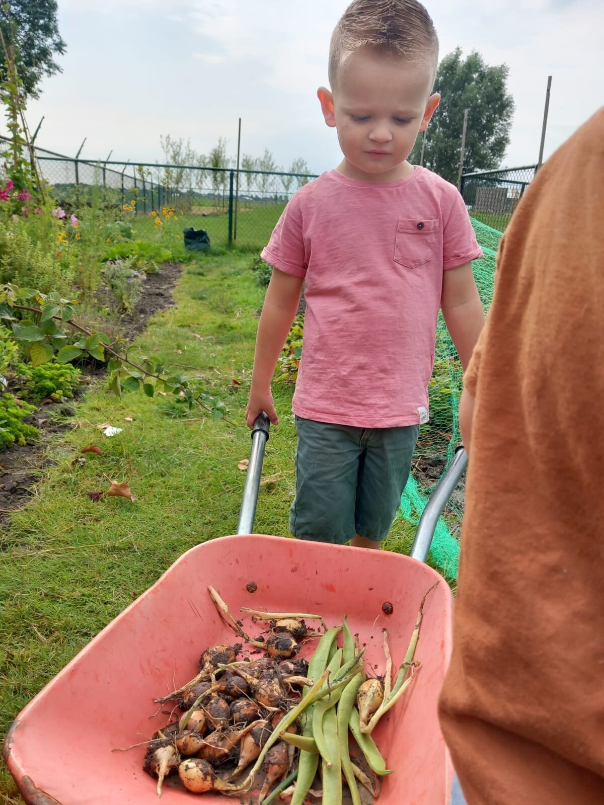 moestuin kruiwagen