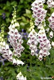 images-1