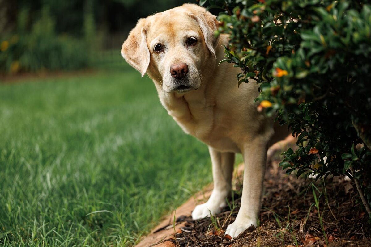 yellow-labrador-caught-looks-surprised-9941