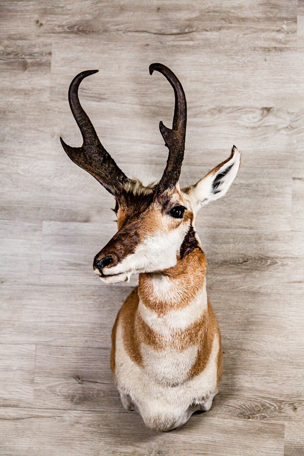 Pronghorn 5.21.21-015