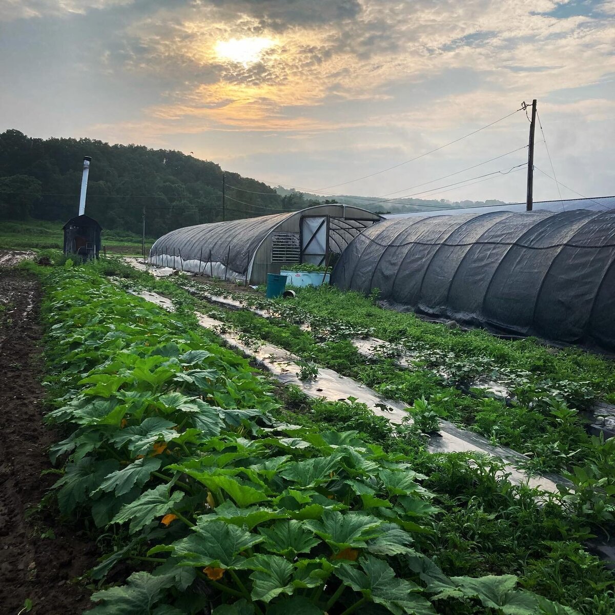 Farm field and greenhouses growing veggies in Connecticut