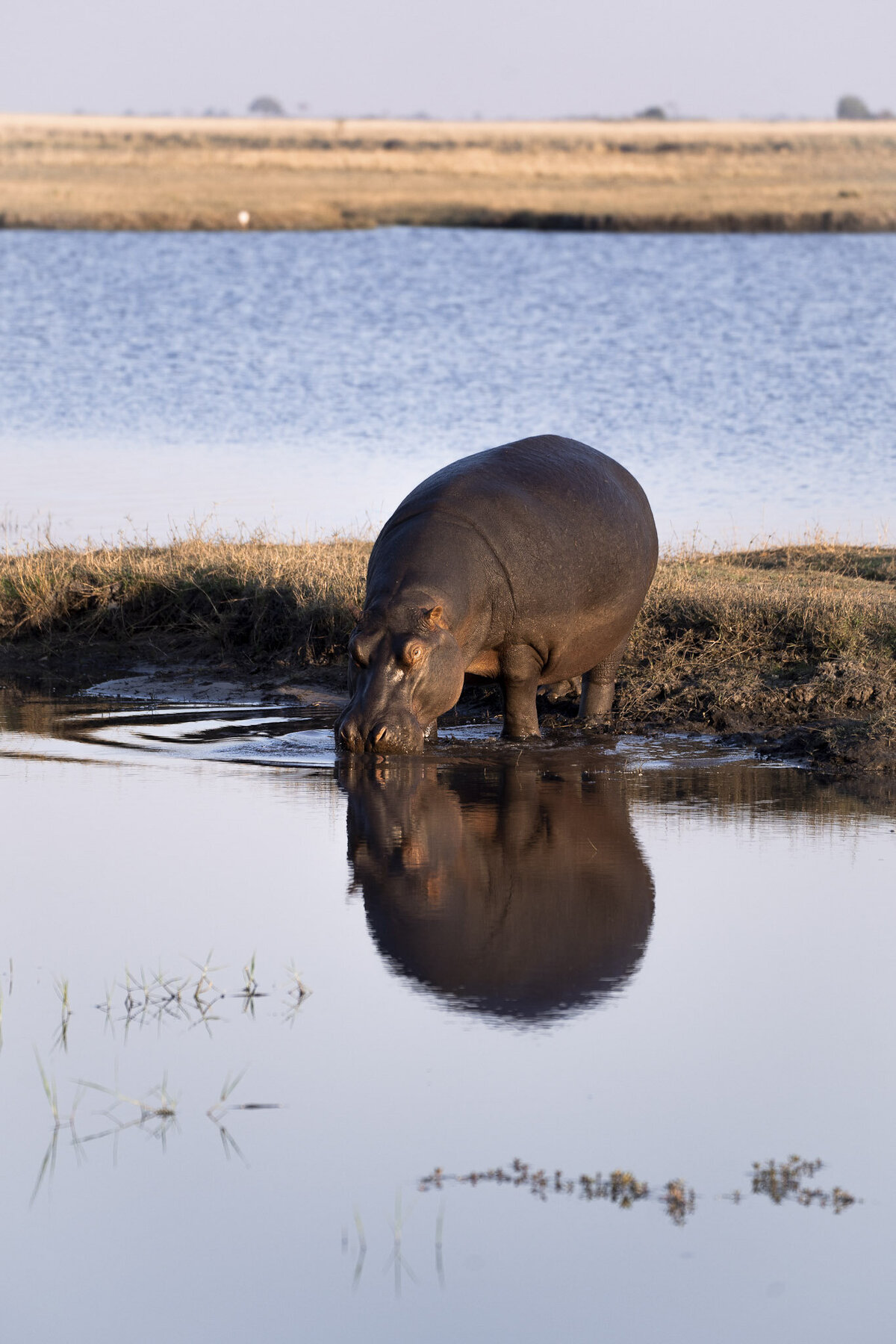 Hippo in Chobe National Park Chobe Game Lodge Safari_By Stephanie Vermillion