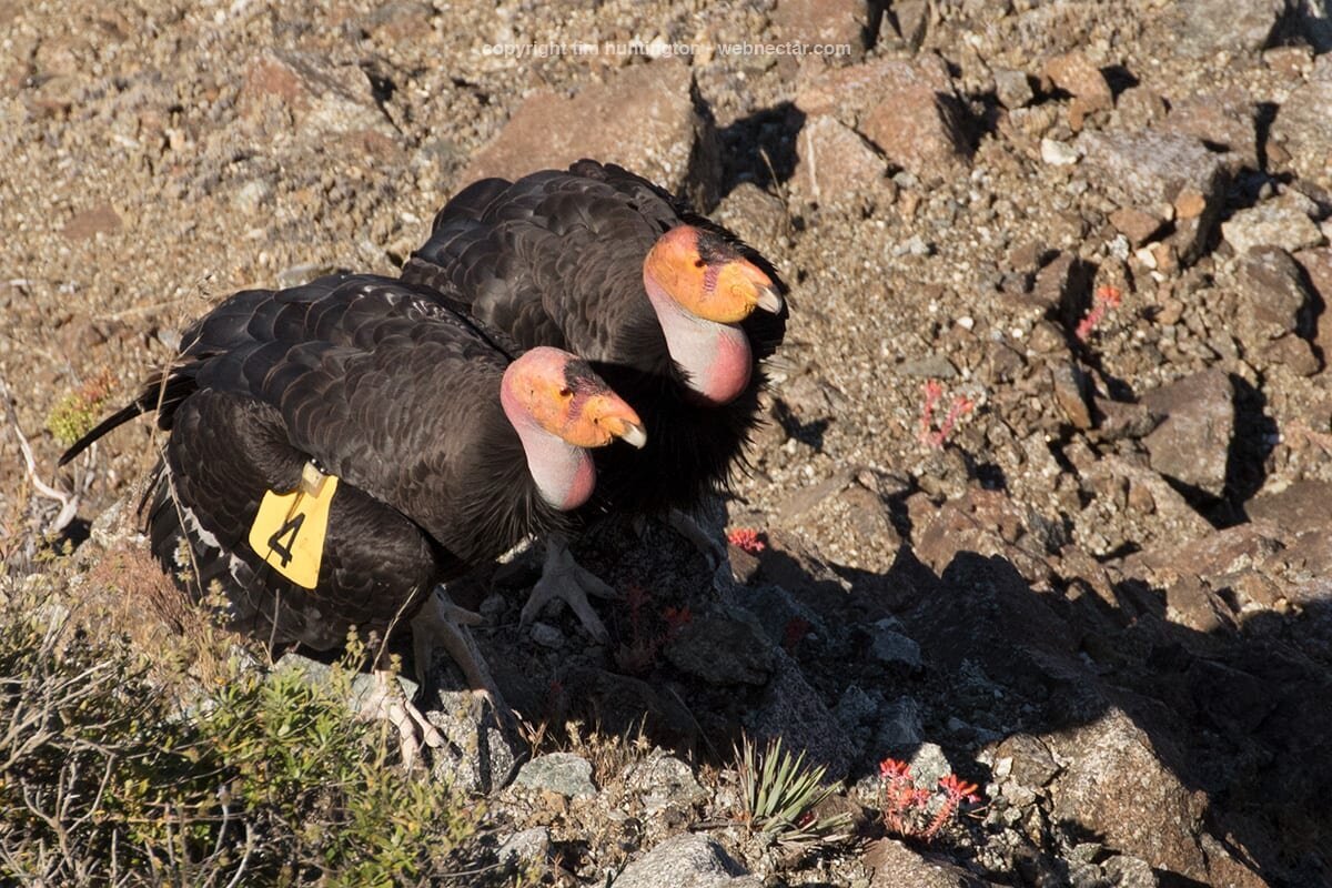 CA-Condor-Alliance-Tim-Huntington©-_204_470_0019