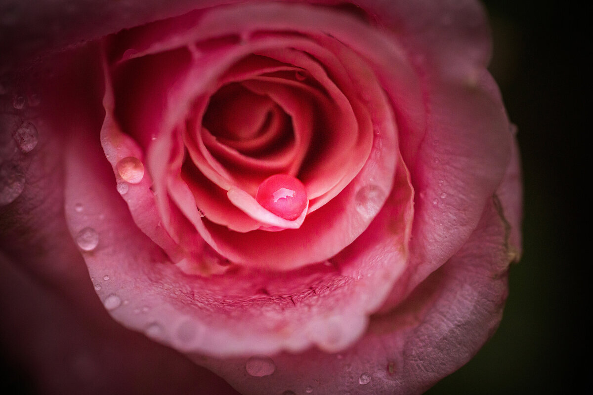 MacroWalkJul-6