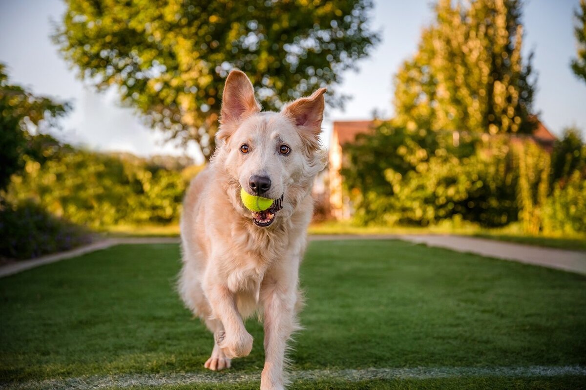 Portrait of a dog looking out into a field
