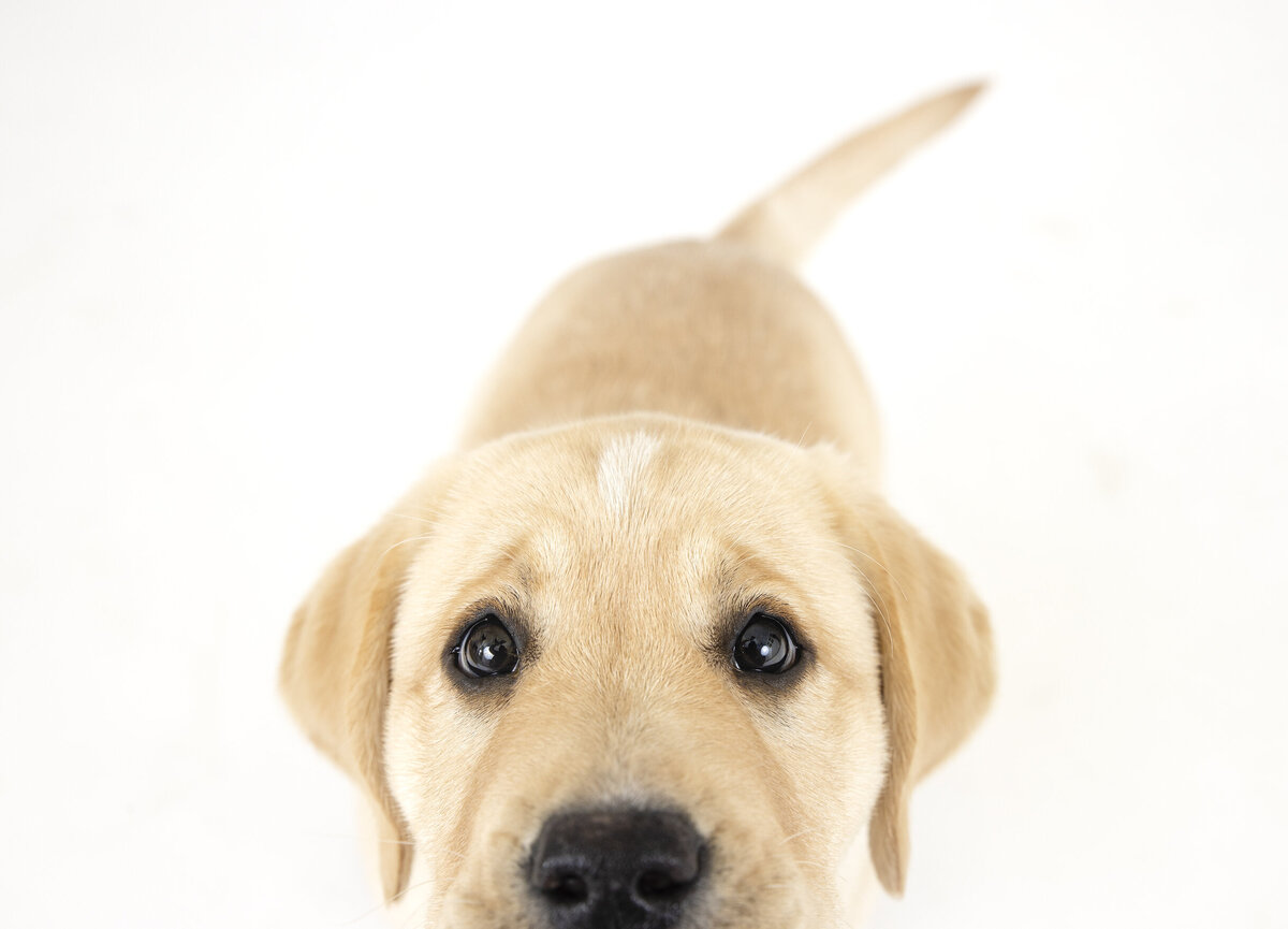 animal photo studio 9 copy