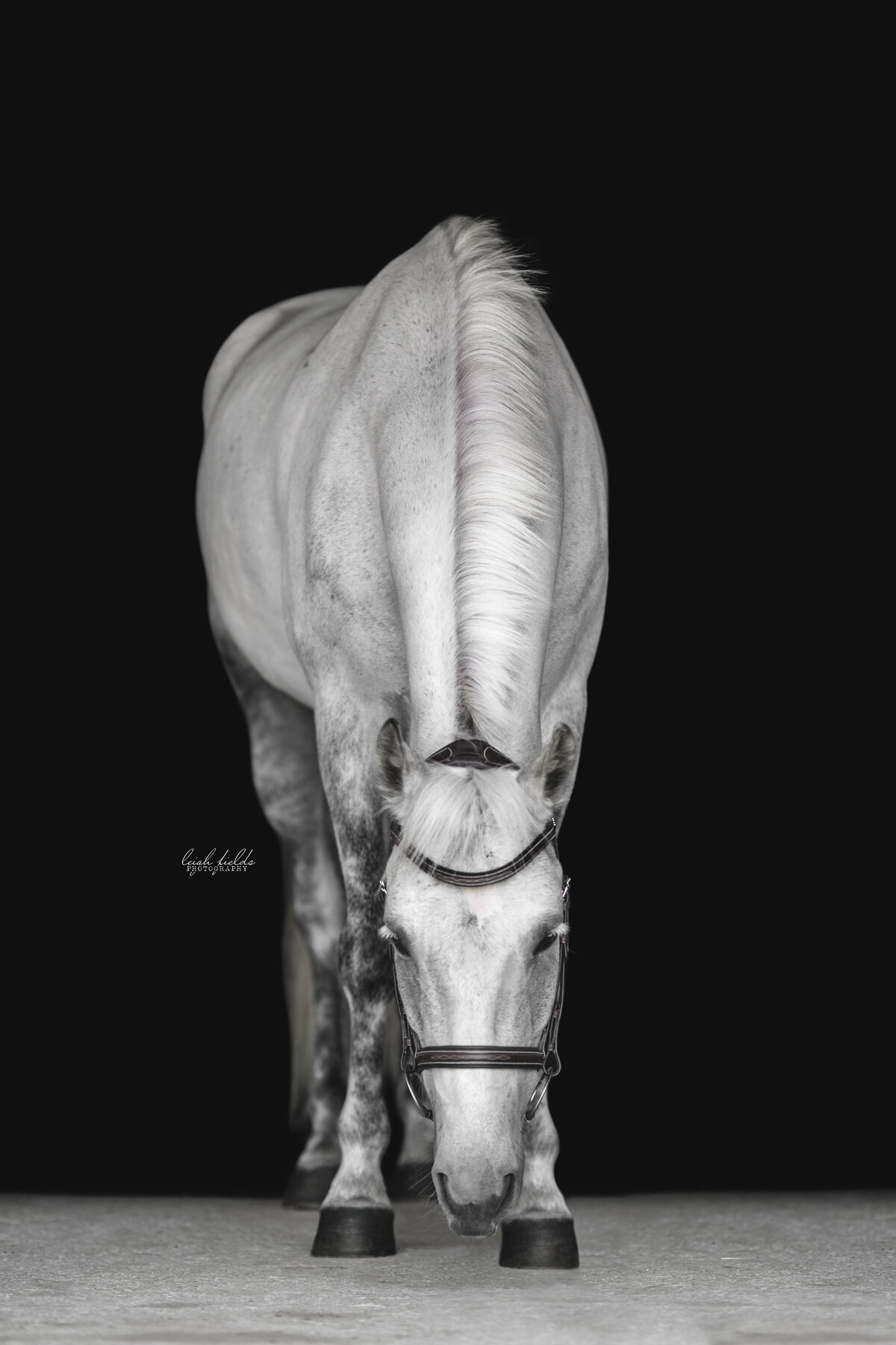 black background equine photographer