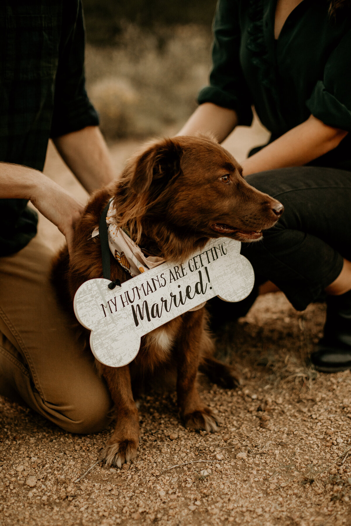 engaged couple holding dog at the Albuquerque foothills in New Mexico