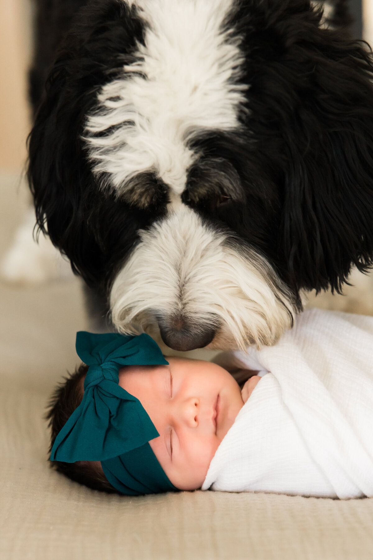 dog sniffing newborn baby girl