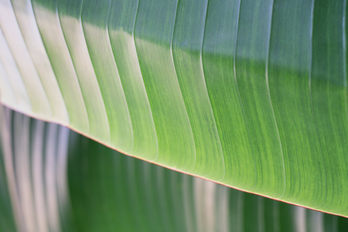 Jamaica_Palm