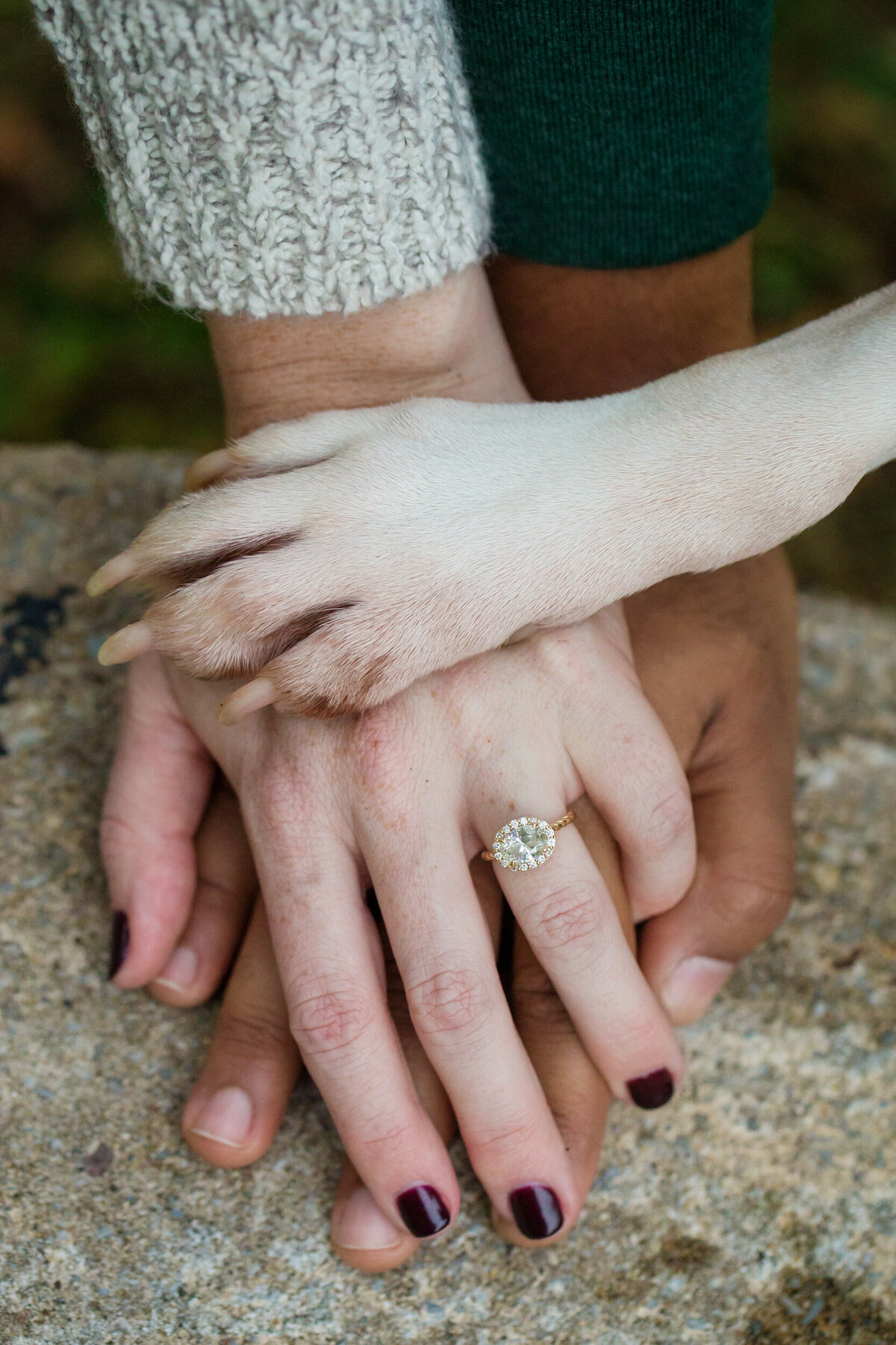 A touching moment featuring a dog’s paw resting on the hands of an engaged couple during their engagement session, symbolizing love, unity, and the special bond they share with their furry companion.