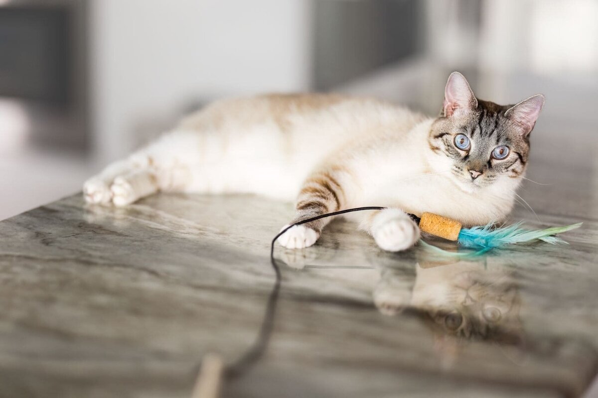 lilla-bordas-portraits-tampa-CAT-photographer1273