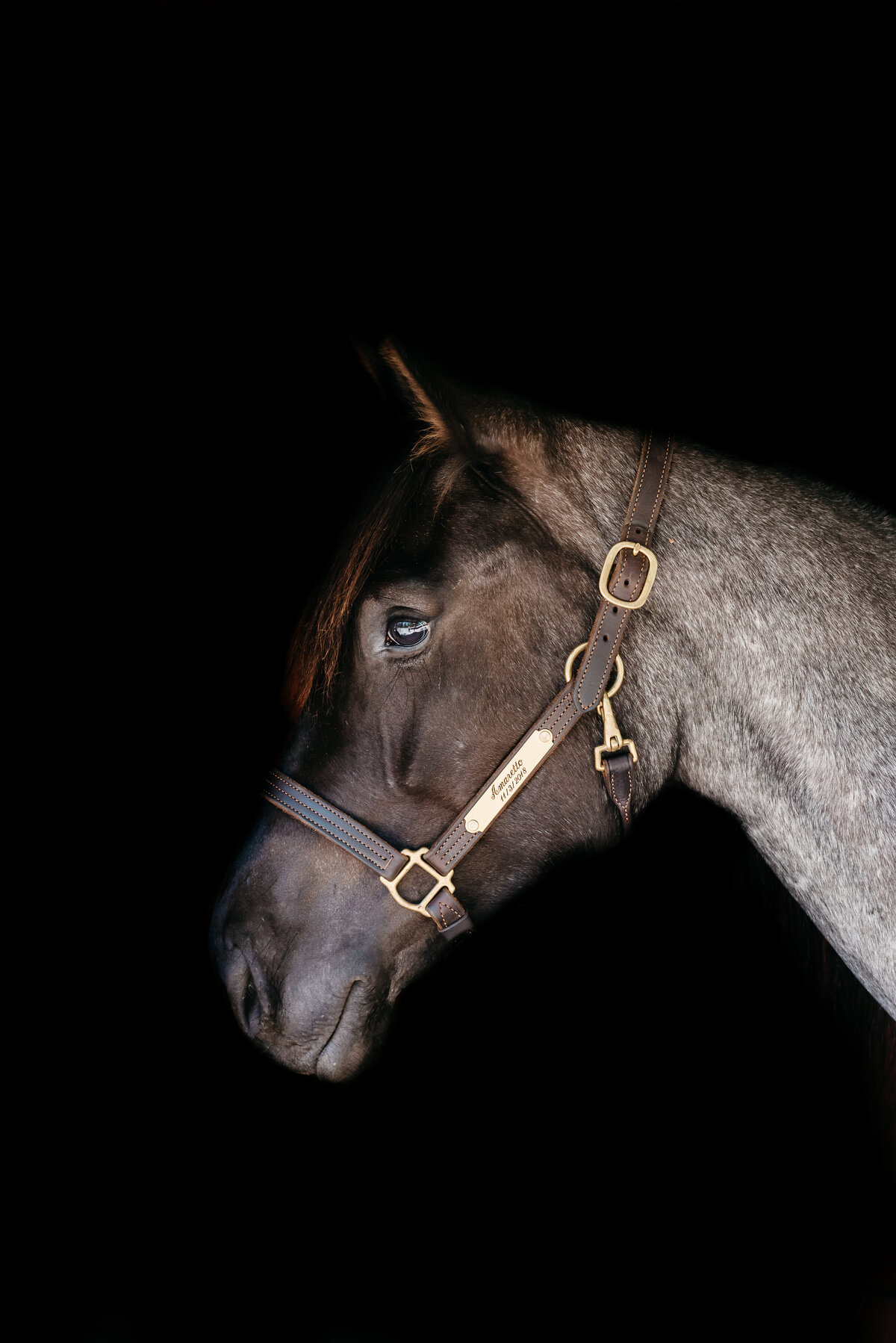 Aiken. SC Equine photographer