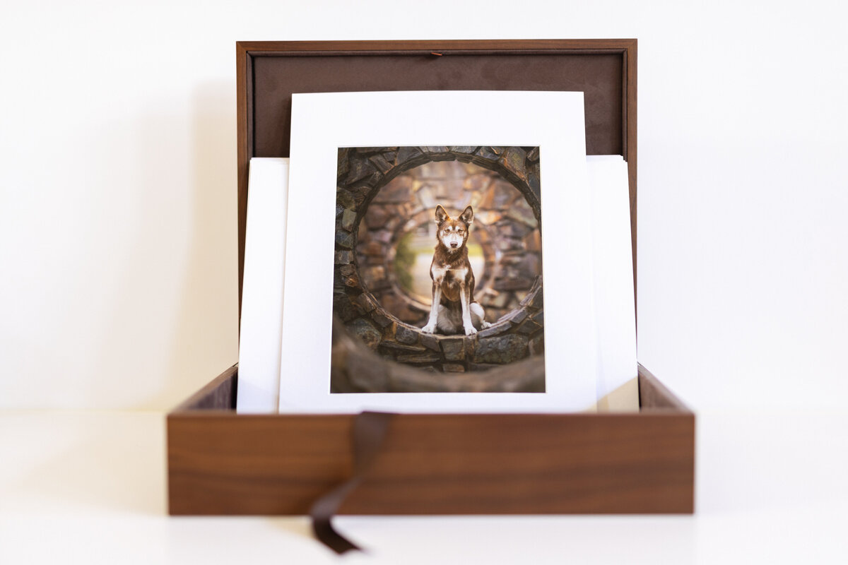 Pet Photography Artwork (21)