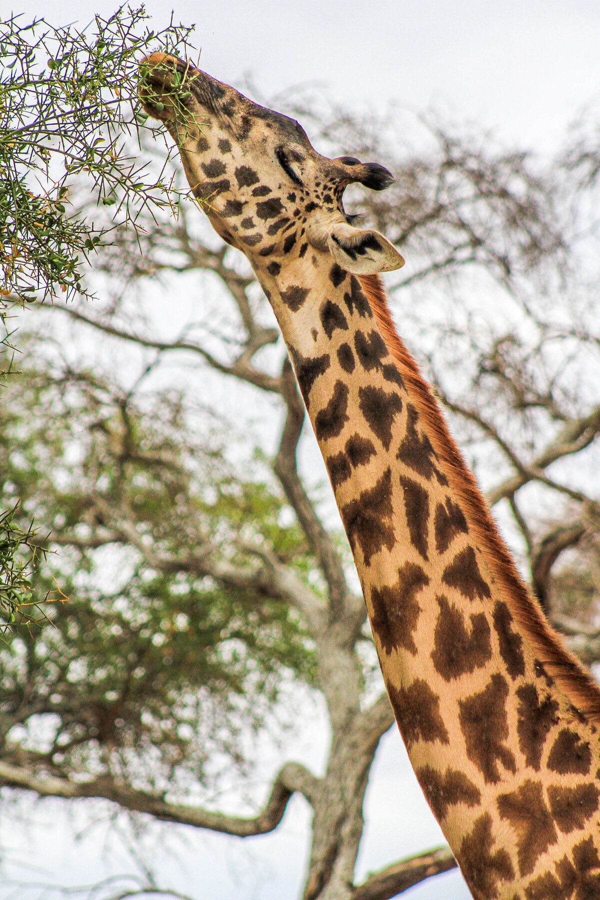 Africa2011-20111014Africa2011-20111014IMG_9478118011731173