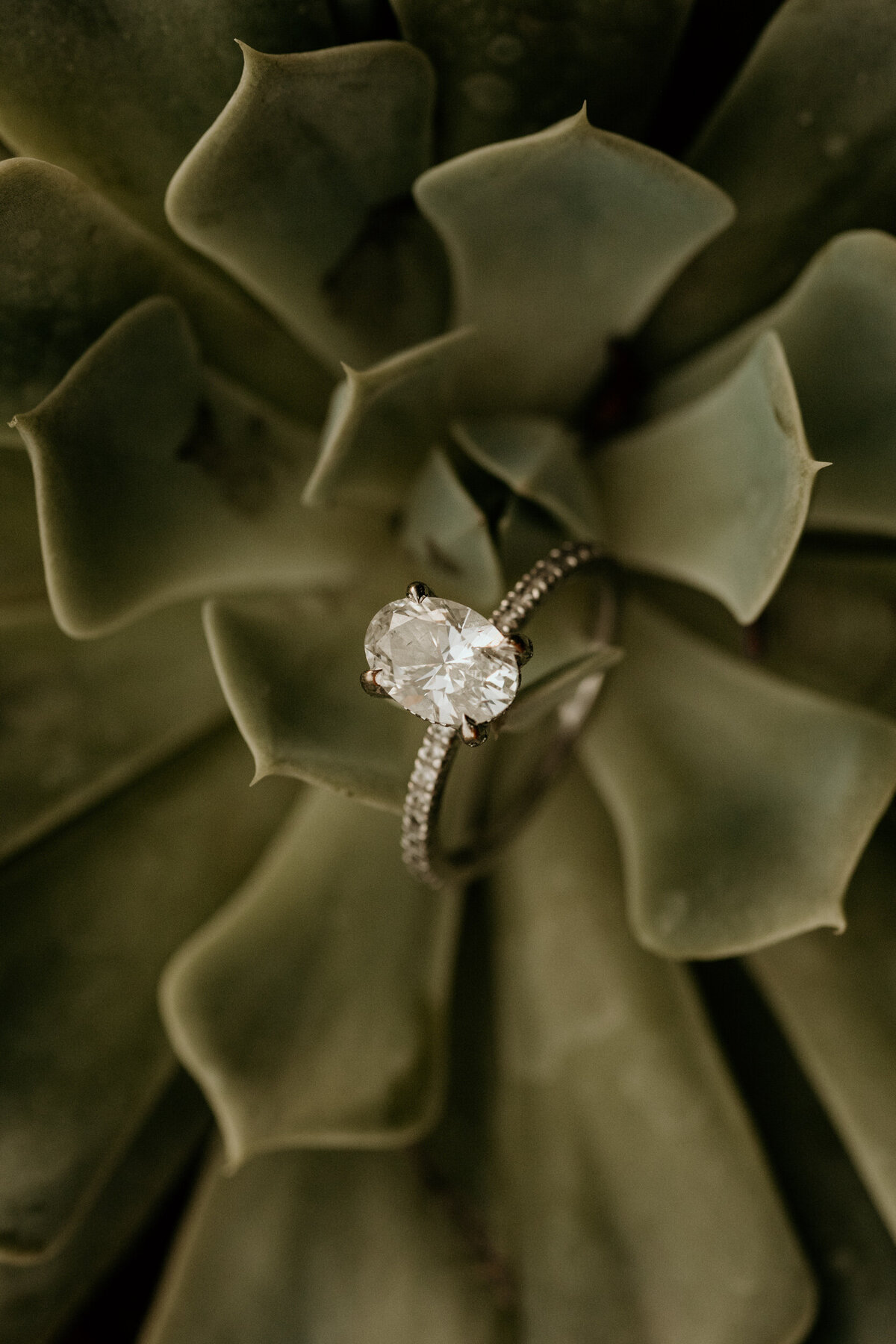 bride and grooms ring sitting on a succulent
