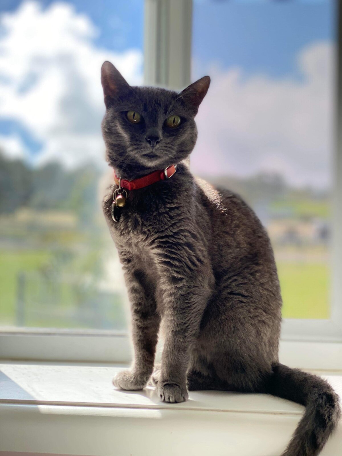 Cattery Toowoomba