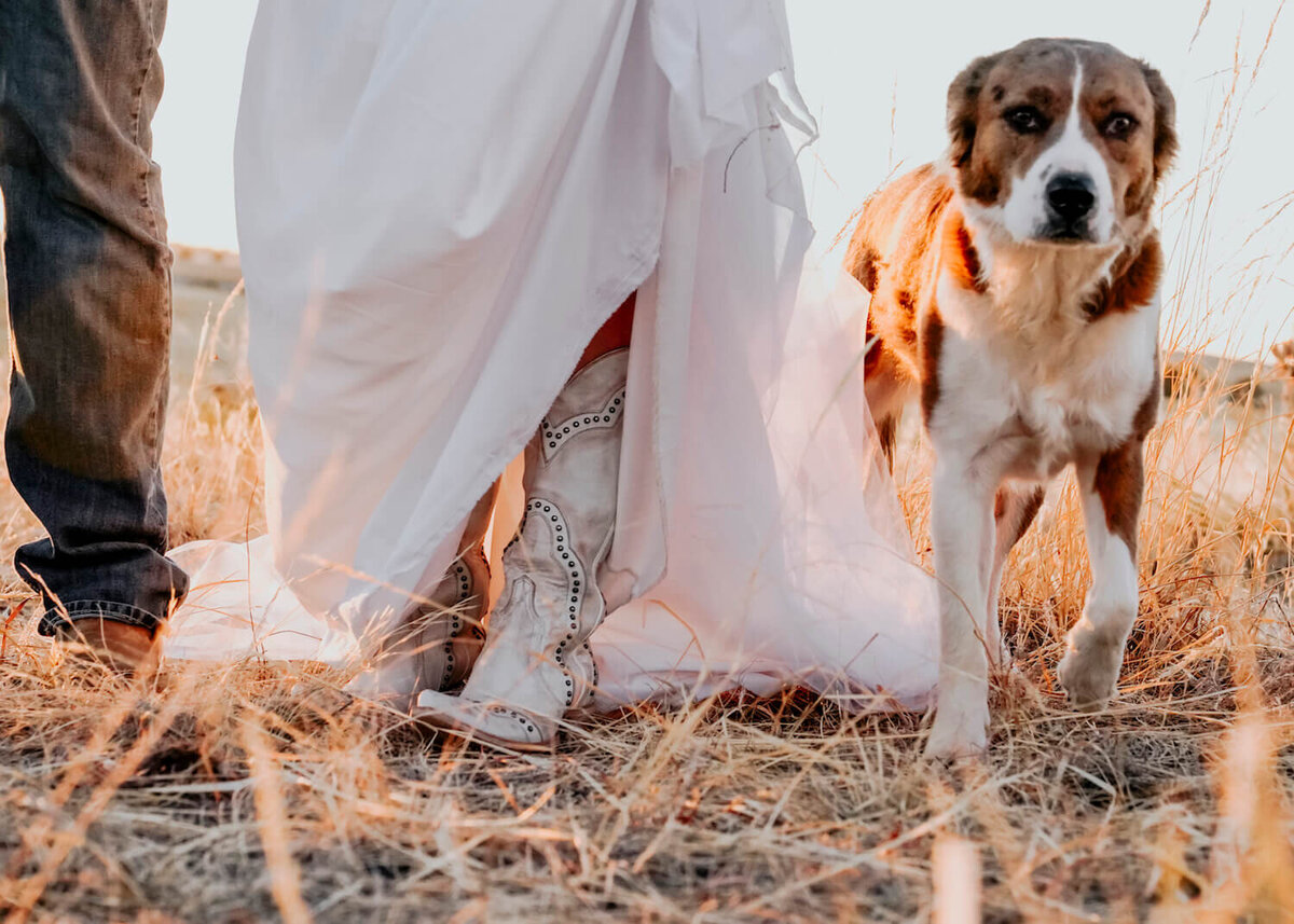 wedding photography denver colorado - dog next to bride and groom