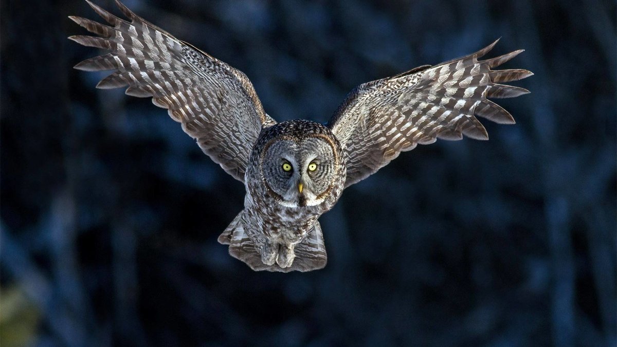 Flying Owl Flying Owl wallpaper.