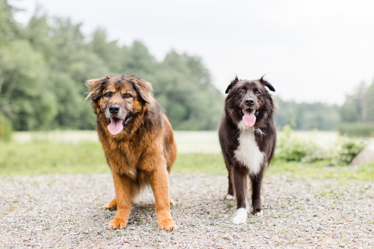 Boston-Dogs