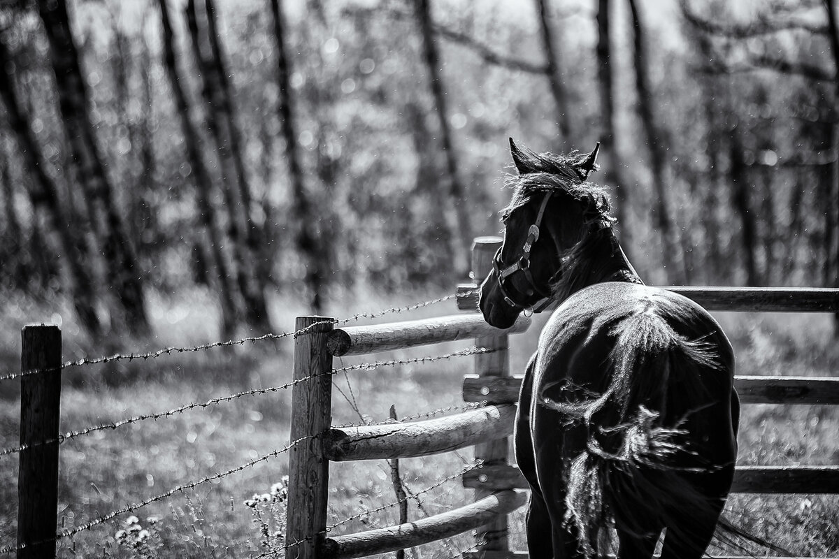 FINE ART HORSE PHOTOGRAPHY_KELLY SZOTT PHOTOGRAPHY_SERVING SOUTHERN ALBERTA_23