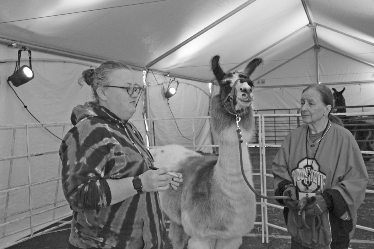 LisaFoxcamelidchiro copy