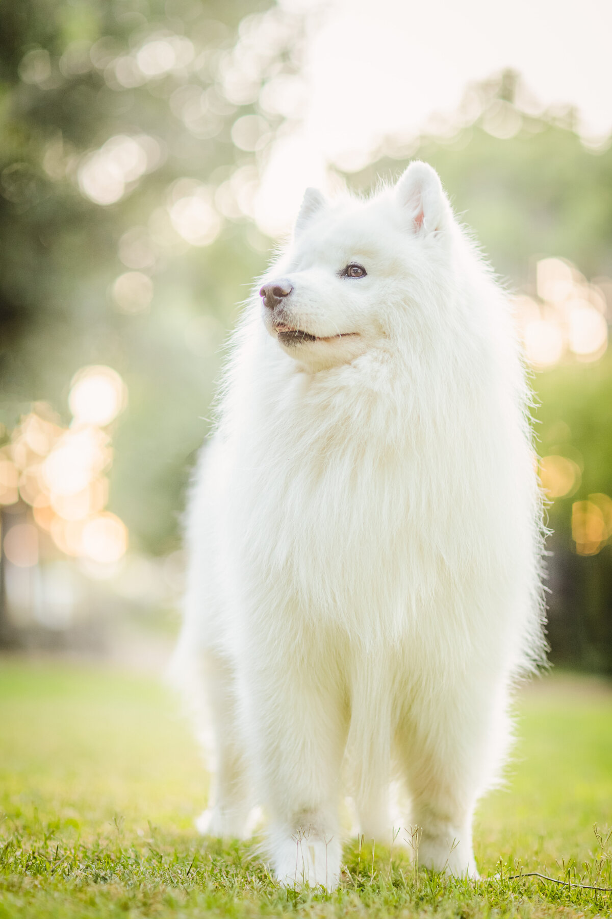 Outdoor pet portrait of a white dog