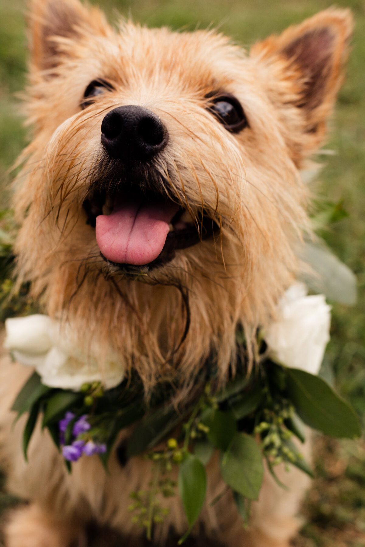 virginia wedding photographer who loves dogs