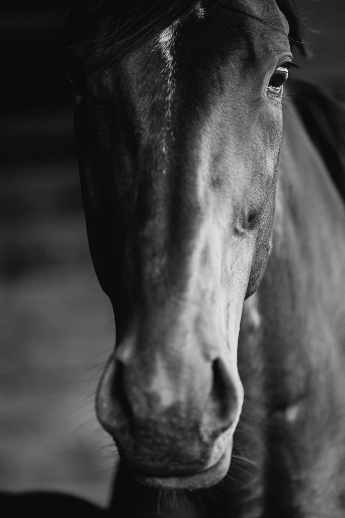 Saratoga-horse-photographer-378