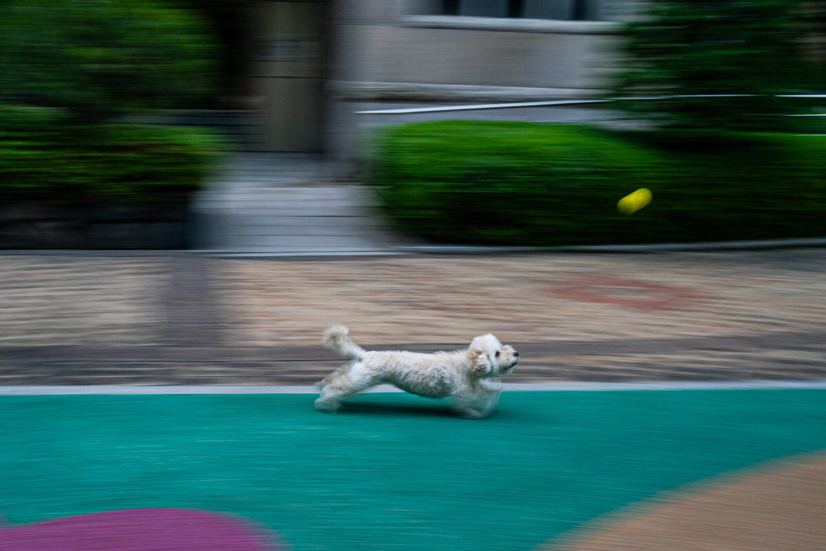 world's-best-familye-photographer-kirtsen-lewis-seoul-south-korea005
