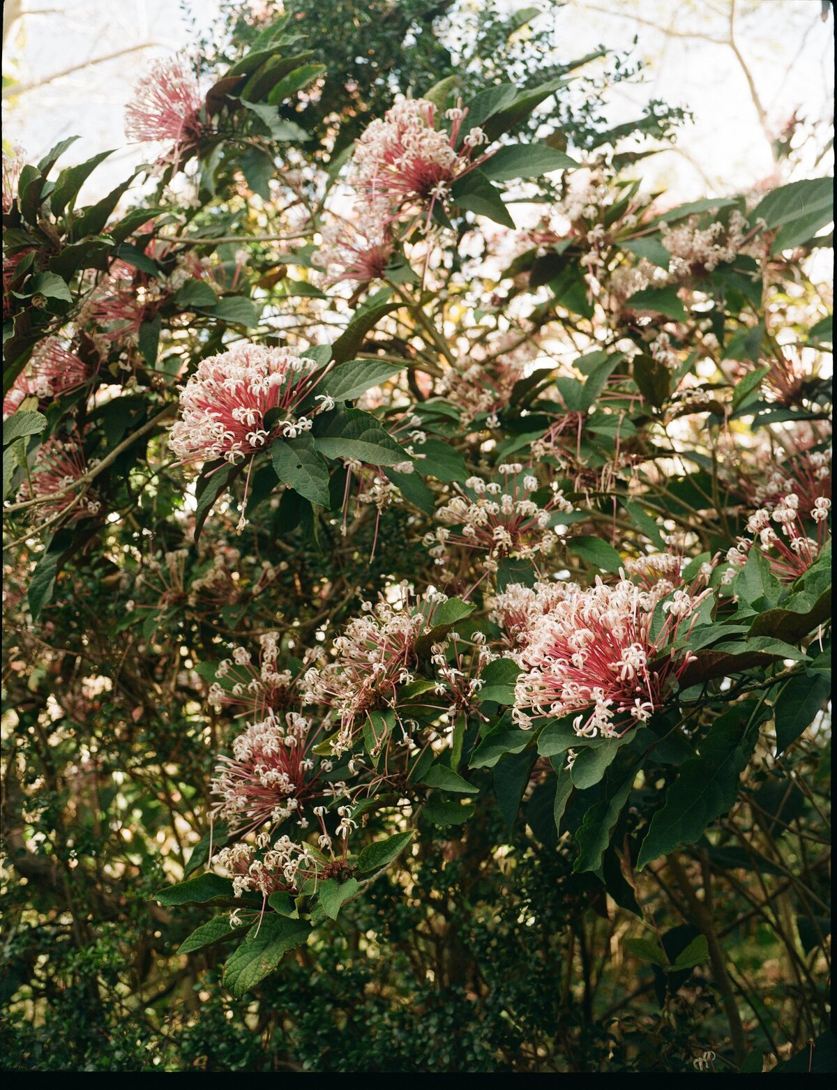 perth-film-wedding-photographer_0278
