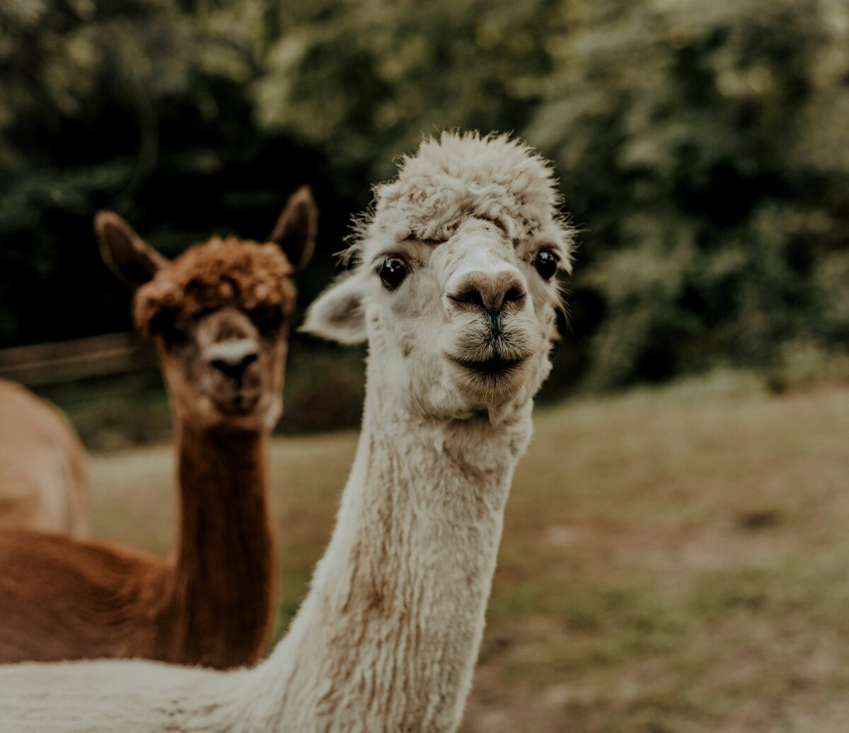 devon-divine-0w5XJ5CrO8o-unsplash