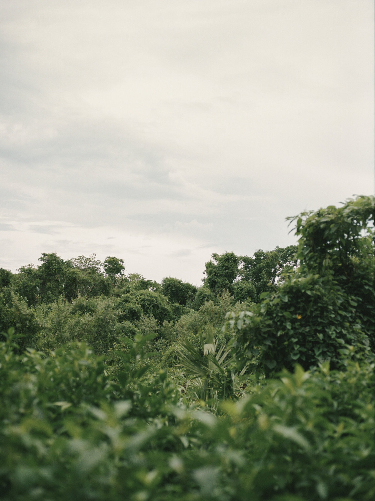 verdant jungle at Paradisus Playa del Carmen, Mexico film photographer