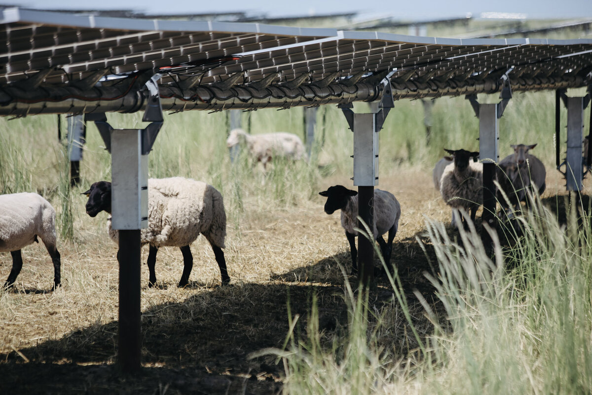 Yetwood Farms solar panel vegetation management sheep 8