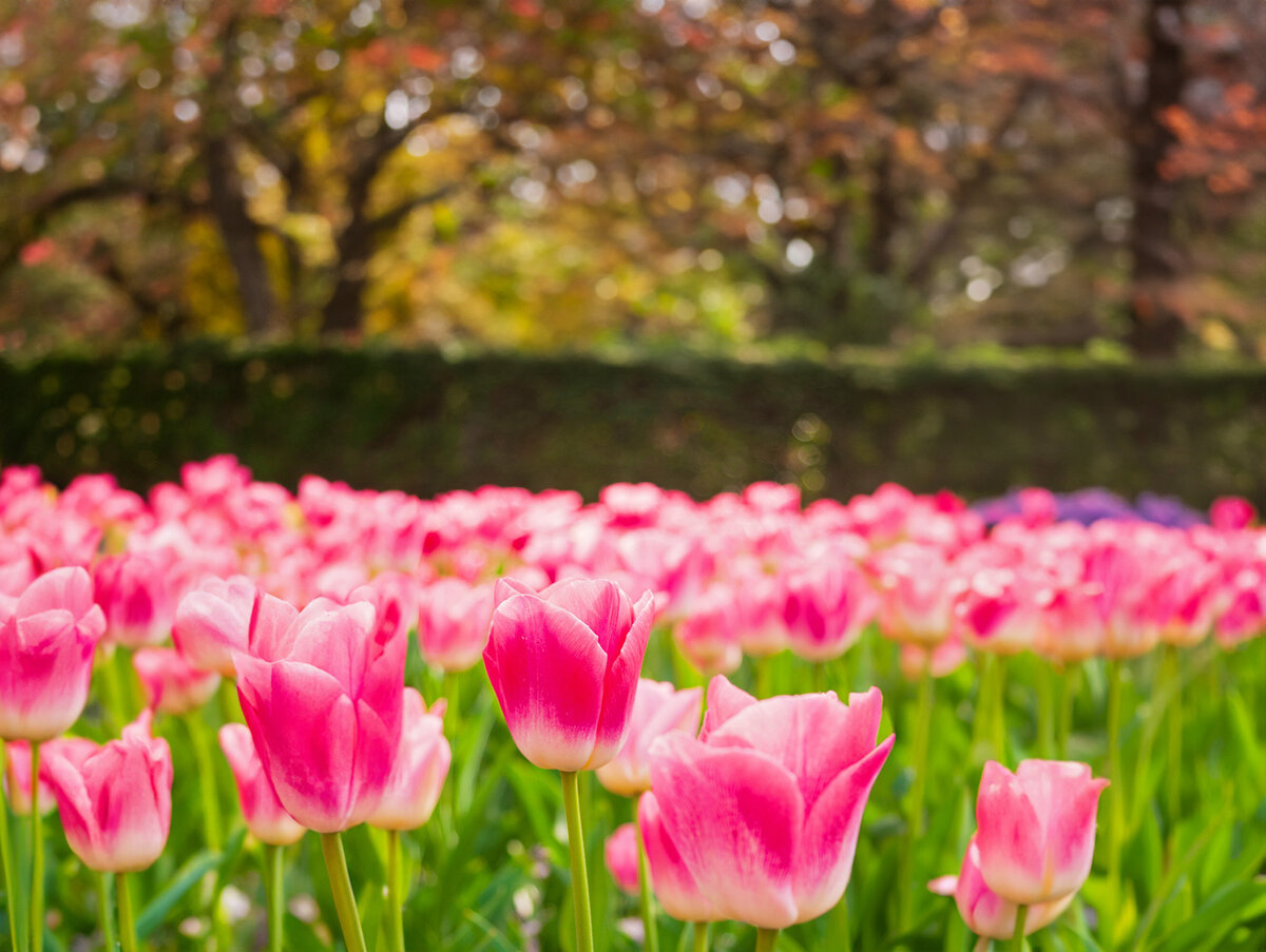 tulipsedit