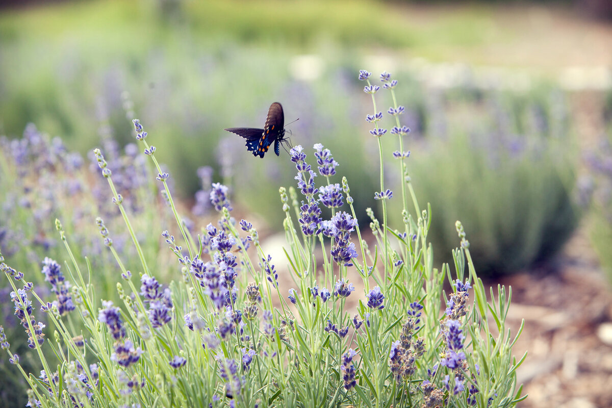 lavender blooms with butterfly