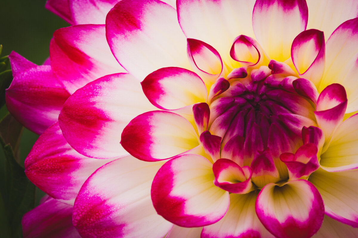 dahlia_0418