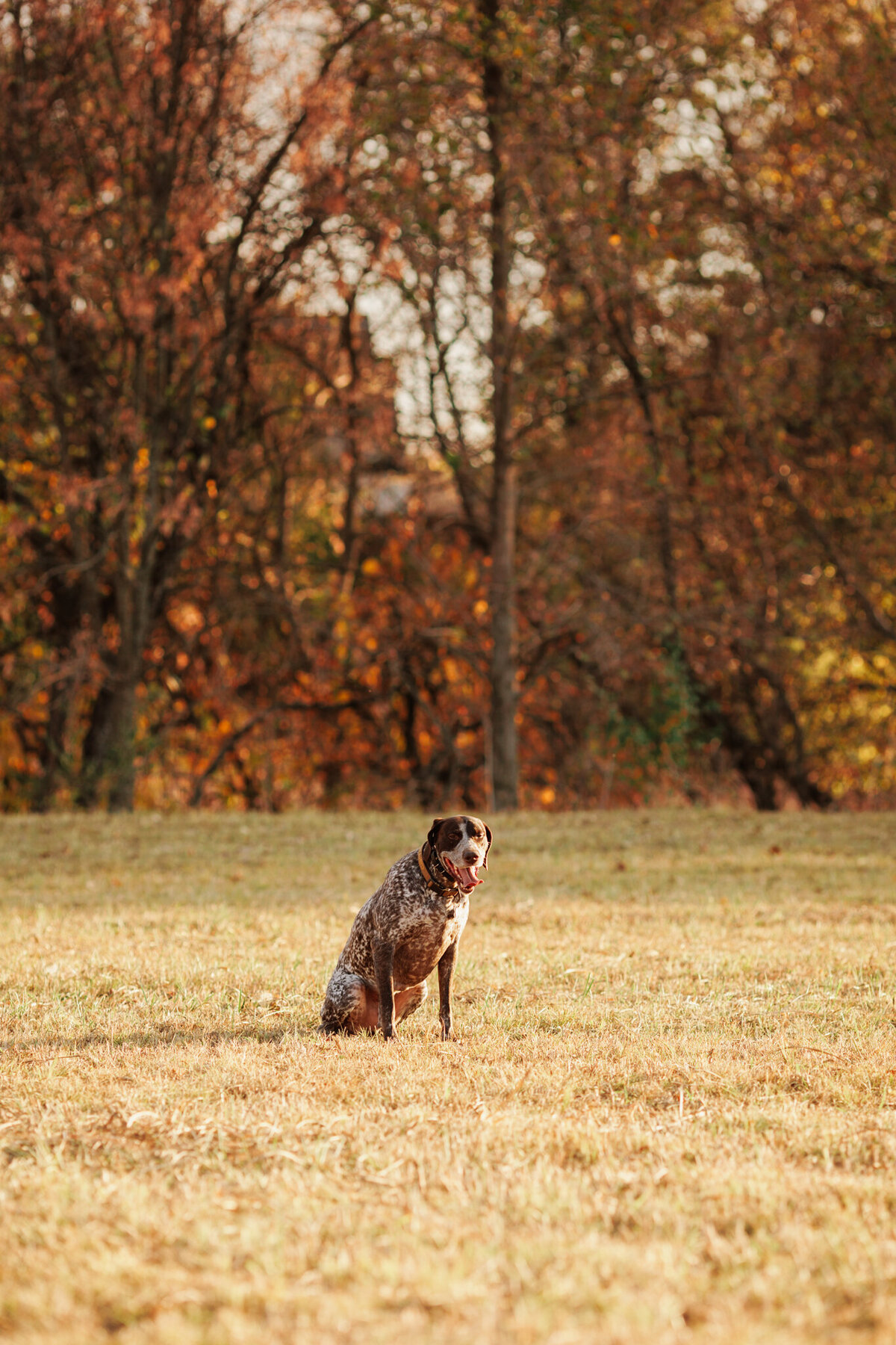 NW Arkansas pet photographer, dog photography NW Arkansas, pet photography near me