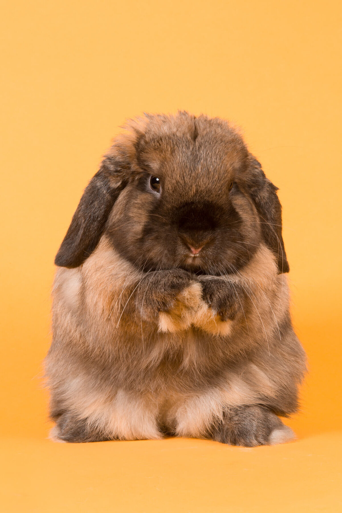 Holland lop bunny on yellow backdrop
