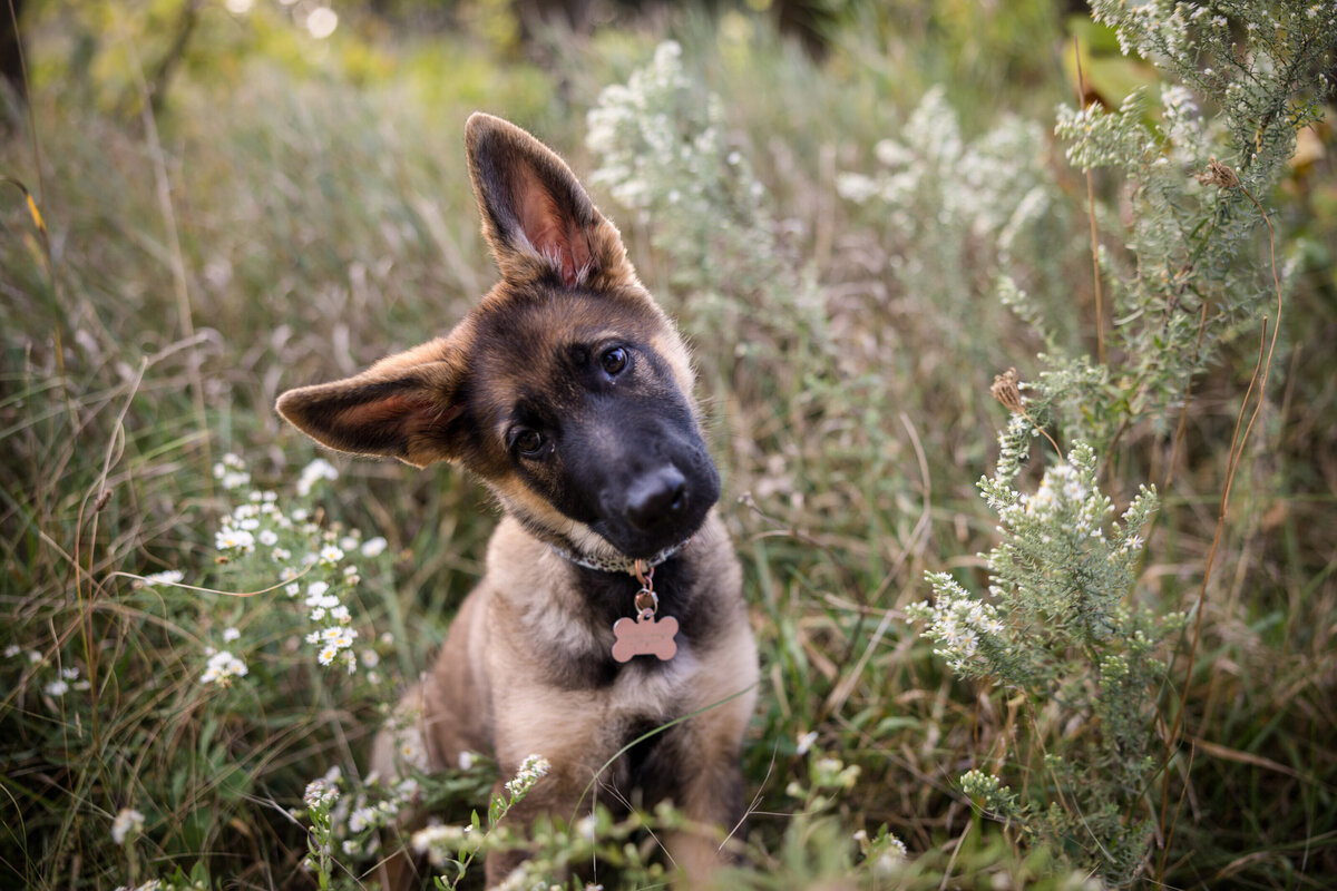 Lauren-Ashley-Studios-Pets-2