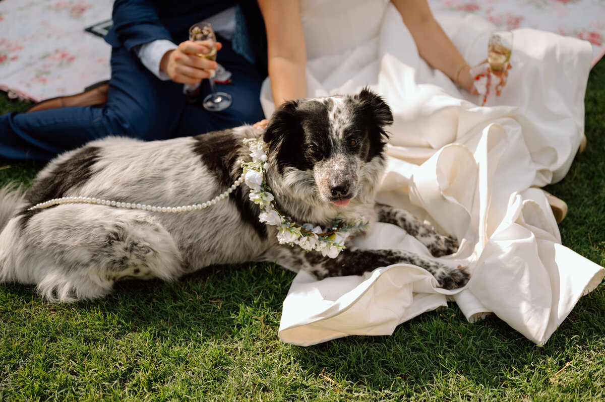 rose garden wedding with pets
