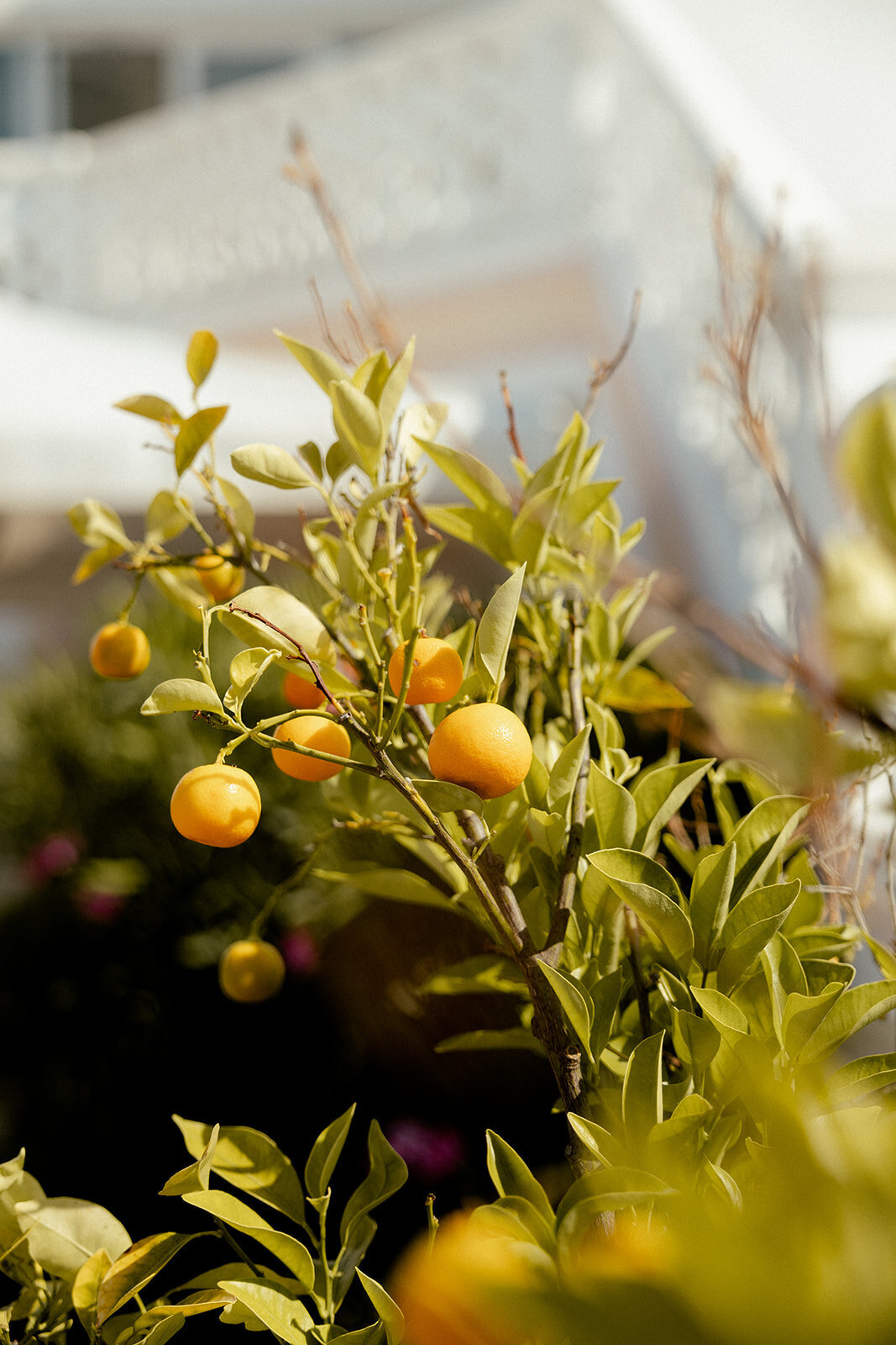 plantes-provencale