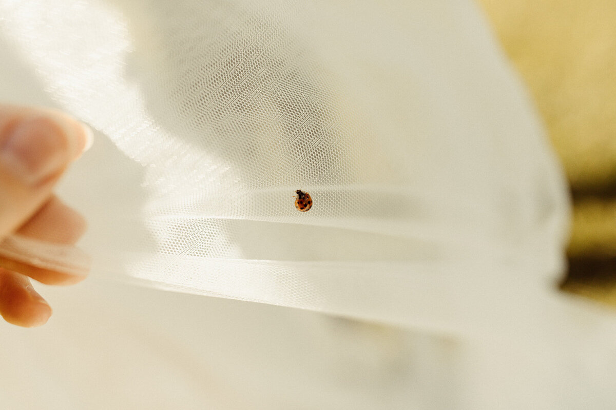 ladybug-on-veil
