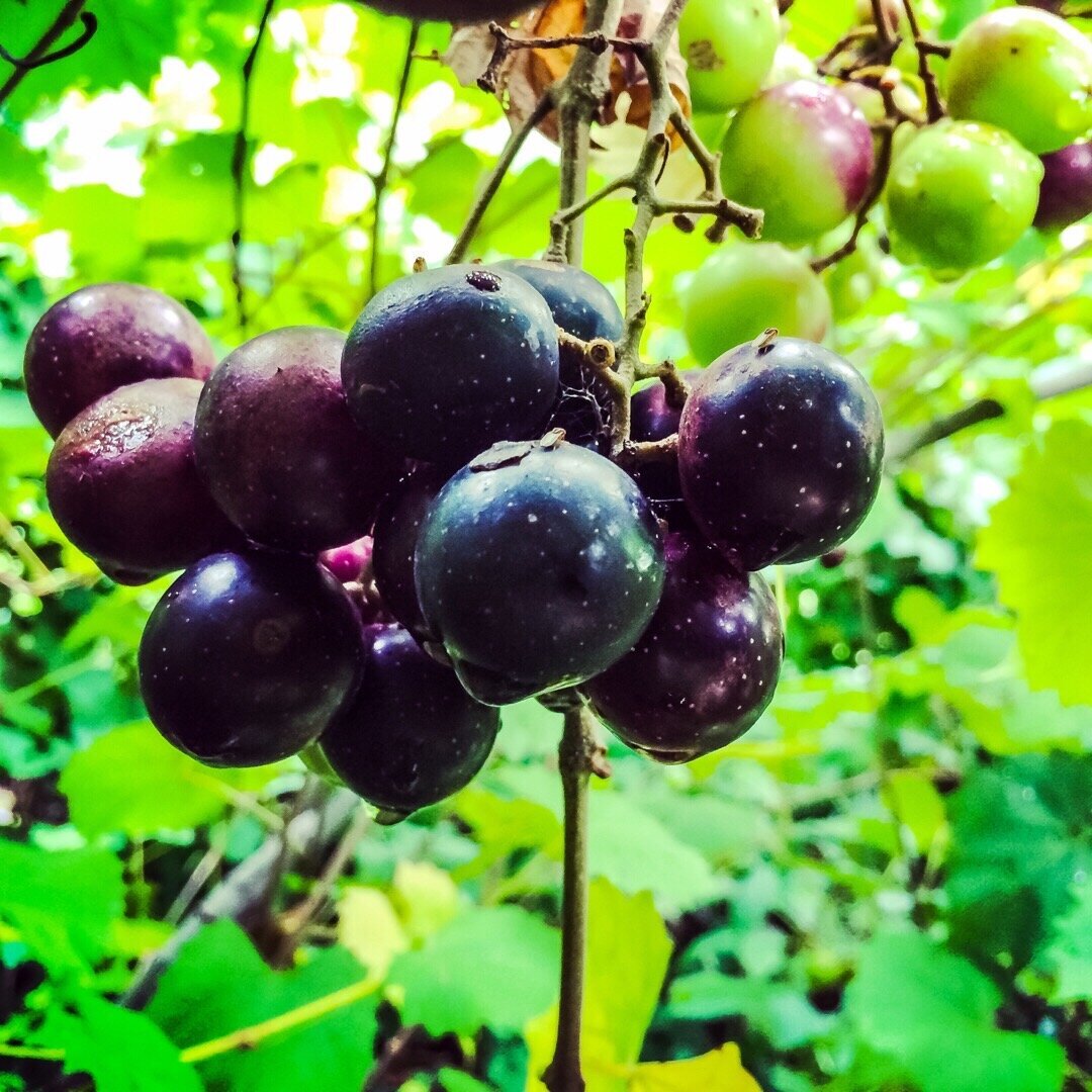 muscadine