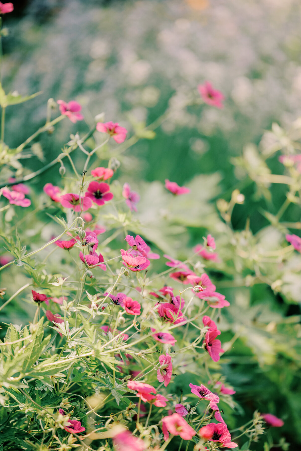 Beautiful flowers growing in an english walled garden in Glencoe Illinois